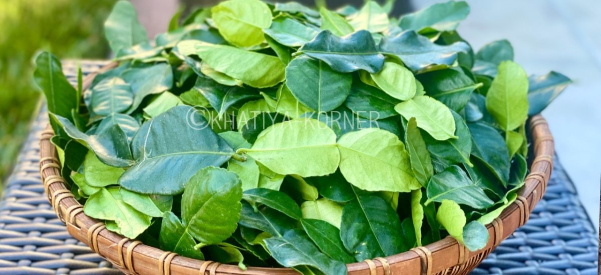 FRESH ORGANIC KAFFIR LEAVES – USA GROWN ស្លឹកក្រូចសើចស្រស់